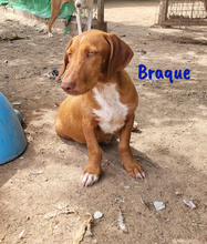 BRAQUE, Hund, Mischlingshund in Spanien - Bild 9