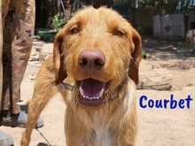 COURBET, Hund, Mischlingshund in Spanien - Bild 1