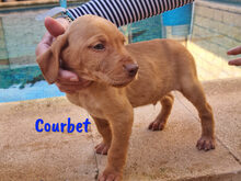 COURBET, Hund, Mischlingshund in Spanien - Bild 11