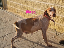 COURBET, Hund, Mischlingshund in Spanien - Bild 14