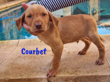 COURBET, Hund, Mischlingshund in Spanien - Bild 4
