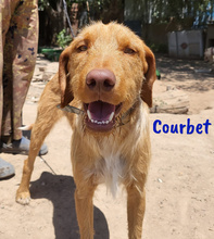 COURBET, Hund, Mischlingshund in Spanien - Bild 5