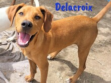 DELACROIX, Hund, Mischlingshund in Spanien - Bild 1