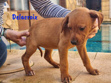 DELACROIX, Hund, Mischlingshund in Spanien - Bild 10