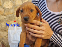 DELACROIX, Hund, Mischlingshund in Spanien - Bild 11
