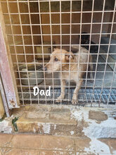 DELACROIX, Hund, Mischlingshund in Spanien - Bild 12