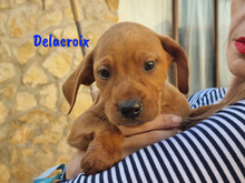 DELACROIX, Hund, Mischlingshund in Spanien - Bild 14