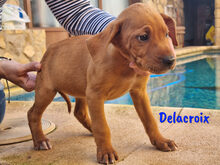 DELACROIX, Hund, Mischlingshund in Spanien - Bild 16
