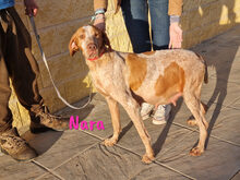 DELACROIX, Hund, Mischlingshund in Spanien - Bild 19