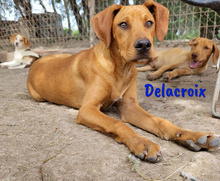 DELACROIX, Hund, Mischlingshund in Spanien - Bild 2