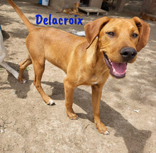 DELACROIX, Hund, Mischlingshund in Spanien - Bild 3