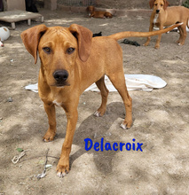 DELACROIX, Hund, Mischlingshund in Spanien - Bild 5
