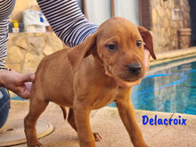 DELACROIX, Hund, Mischlingshund in Spanien - Bild 7