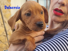 DELACROIX, Hund, Mischlingshund in Spanien - Bild 8