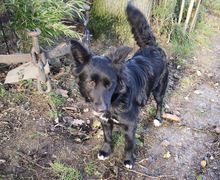FLUFFY, Hund, Mischlingshund in Hürtgenwald