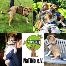 HENRY, Hund, Mischlingshund in Hürtgenwald