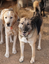 BUTTERNUT, Hund, Mischlingshund in Griechenland - Bild 10