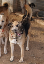 BUTTERNUT, Hund, Mischlingshund in Griechenland - Bild 11