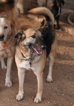 BUTTERNUT, Hund, Mischlingshund in Griechenland - Bild 12