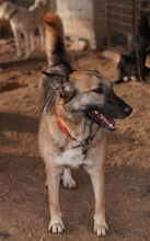 BUTTERNUT, Hund, Mischlingshund in Griechenland - Bild 13