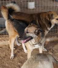 BUTTERNUT, Hund, Mischlingshund in Griechenland - Bild 14