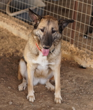 BUTTERNUT, Hund, Mischlingshund in Griechenland - Bild 15