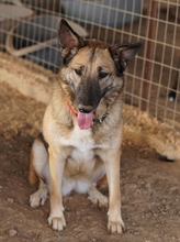 BUTTERNUT, Hund, Mischlingshund in Griechenland - Bild 16