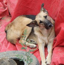 BUTTERNUT, Hund, Mischlingshund in Griechenland - Bild 17