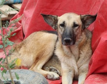 BUTTERNUT, Hund, Mischlingshund in Griechenland - Bild 18