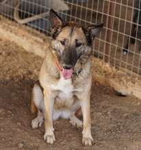 BUTTERNUT, Hund, Mischlingshund in Griechenland - Bild 2