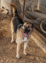 BUTTERNUT, Hund, Mischlingshund in Griechenland - Bild 3