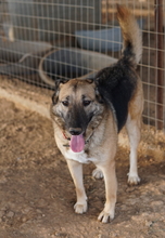BUTTERNUT, Hund, Mischlingshund in Griechenland - Bild 4