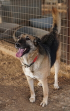 BUTTERNUT, Hund, Mischlingshund in Griechenland - Bild 5