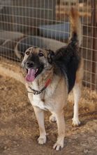 BUTTERNUT, Hund, Mischlingshund in Griechenland - Bild 6