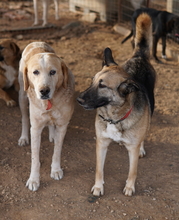 BUTTERNUT, Hund, Mischlingshund in Griechenland - Bild 7