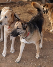 BUTTERNUT, Hund, Mischlingshund in Griechenland - Bild 8