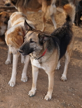 BUTTERNUT, Hund, Mischlingshund in Griechenland - Bild 9