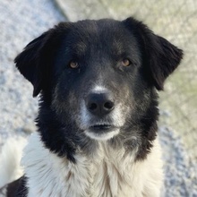 FILONA, Hund, Mischlingshund in Griechenland - Bild 1