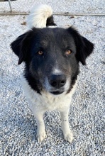 FILONA, Hund, Mischlingshund in Griechenland - Bild 10