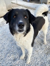 FILONA, Hund, Mischlingshund in Griechenland - Bild 11