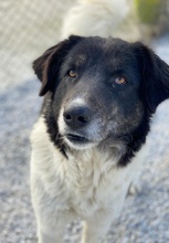 FILONA, Hund, Mischlingshund in Griechenland - Bild 12