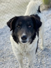 FILONA, Hund, Mischlingshund in Griechenland - Bild 13