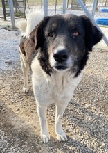FILONA, Hund, Mischlingshund in Griechenland - Bild 14
