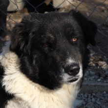 FILONA, Hund, Mischlingshund in Griechenland - Bild 15