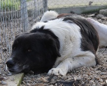 FILONA, Hund, Mischlingshund in Griechenland - Bild 16