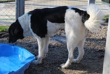 FILONA, Hund, Mischlingshund in Griechenland - Bild 17