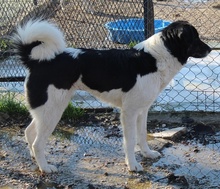 FILONA, Hund, Mischlingshund in Griechenland - Bild 18