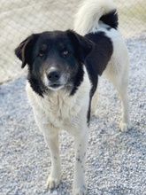 FILONA, Hund, Mischlingshund in Griechenland - Bild 2