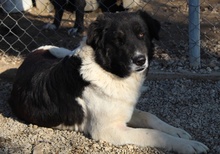 FILONA, Hund, Mischlingshund in Griechenland - Bild 20