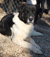 FILONA, Hund, Mischlingshund in Griechenland - Bild 21